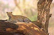 Leopard Samburu Kenya
